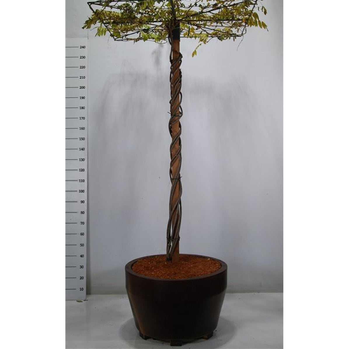 Japansk blåregn – Wisteria brachybotrys 'Yokohama fuji' - C160 200cm. Hoogstam Dakvorm